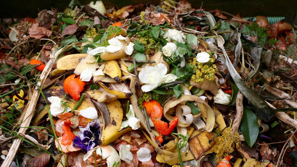 Des aliments sont disposés dans un bac à compost.
