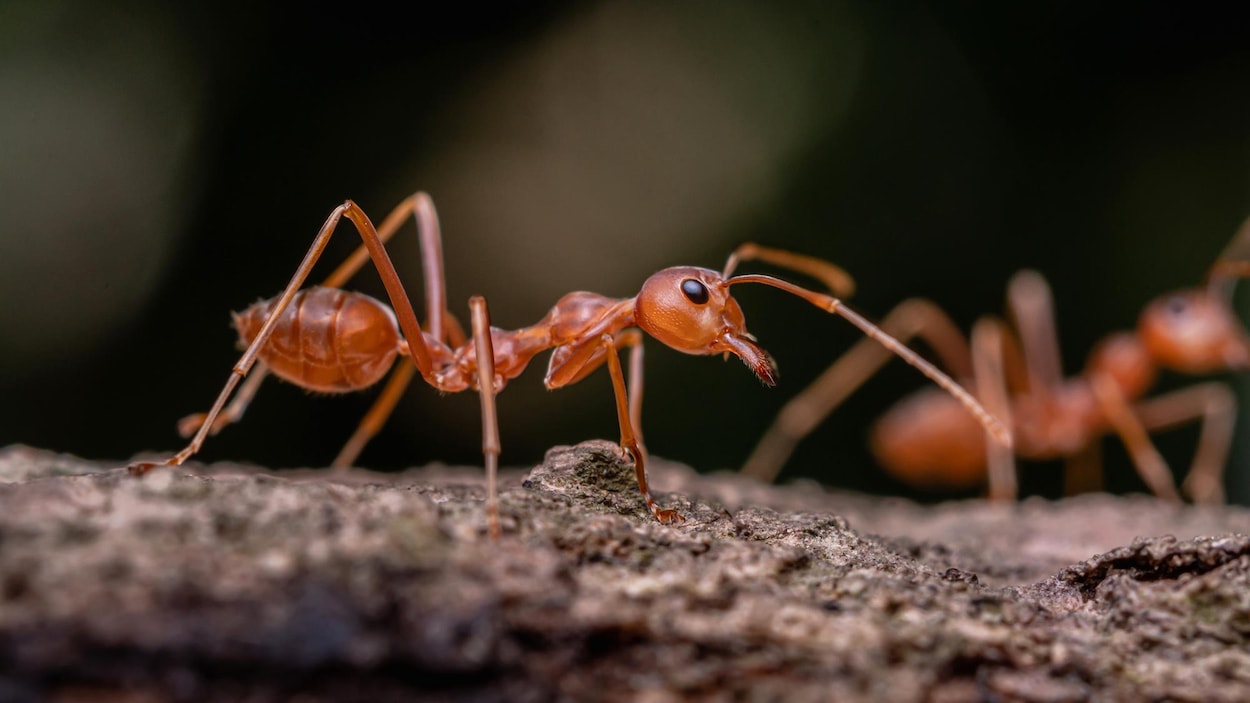 Le monde abrite au moins 20 millions de milliards de fourmis