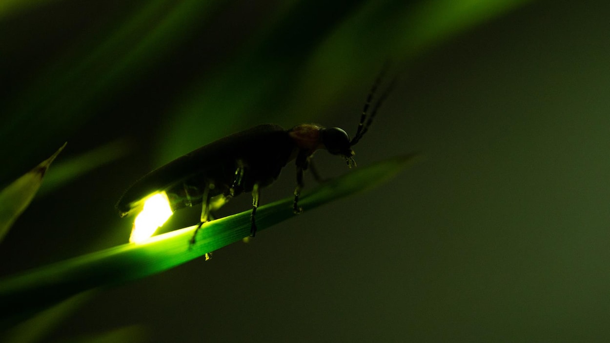 Des insectes lumineux