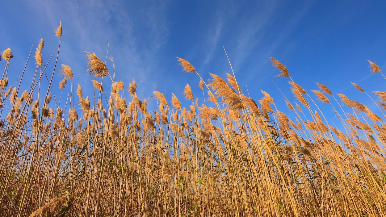 Le phragmite progresse avec les changements climatiques