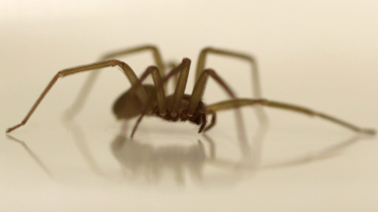 Gros plan sur une araignée de l'espèce recluse brune Gros plan sur une araignée de l'espèce recluse brune