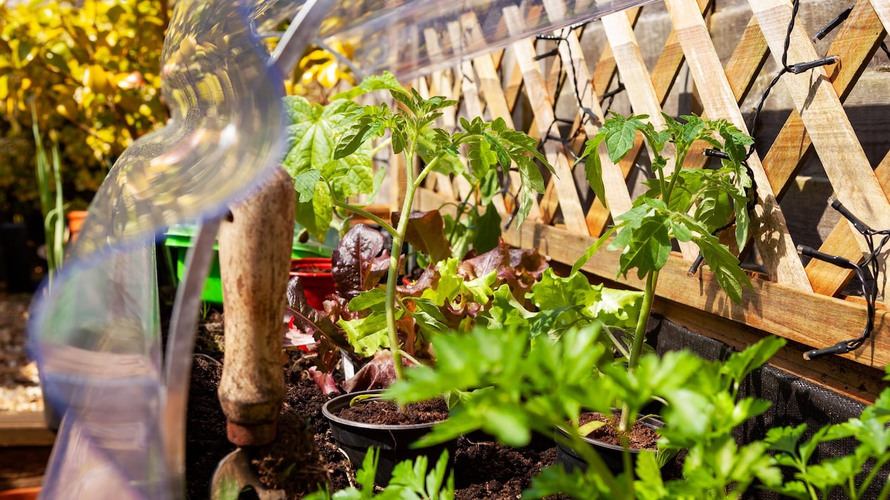 Des pots contenants des pousses d'herbes et de légumes divers.