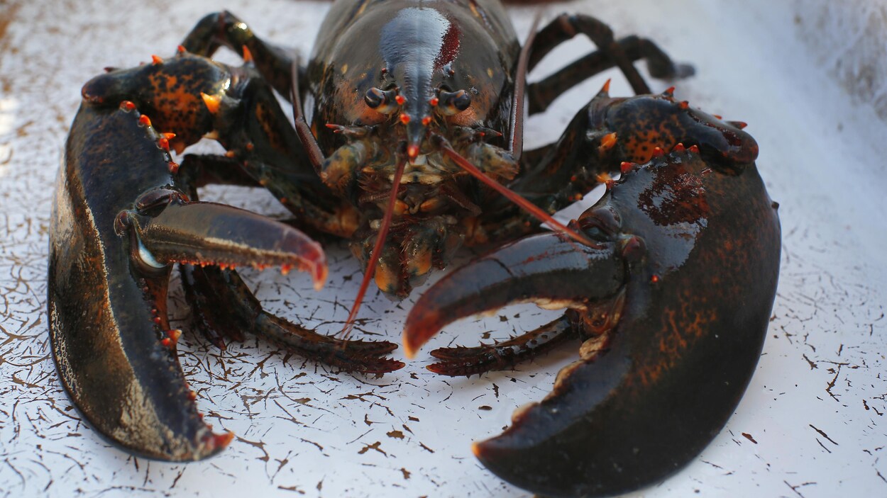 Plan rapproché d'un homard.