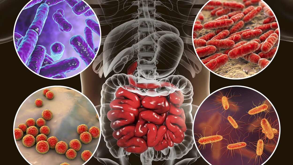 Illustration numérique des bactéries différentes peuplant le microbiome humain.