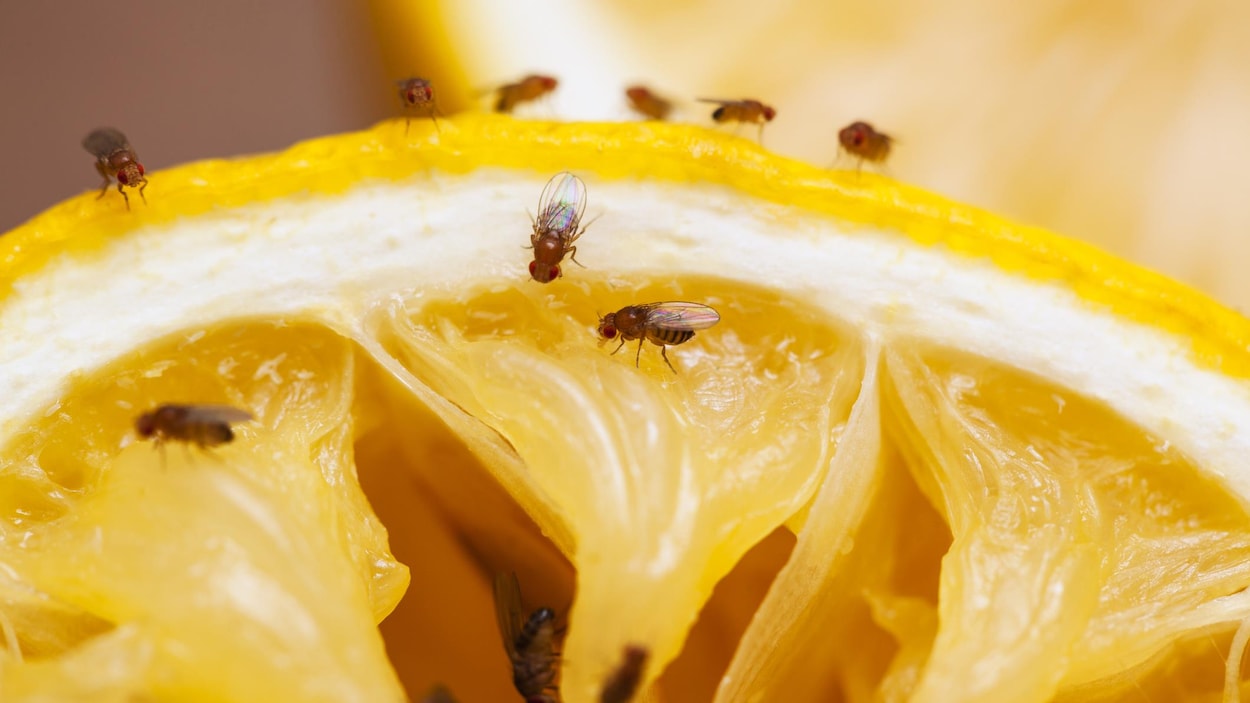 Pour en finir avec les mouches à fruits