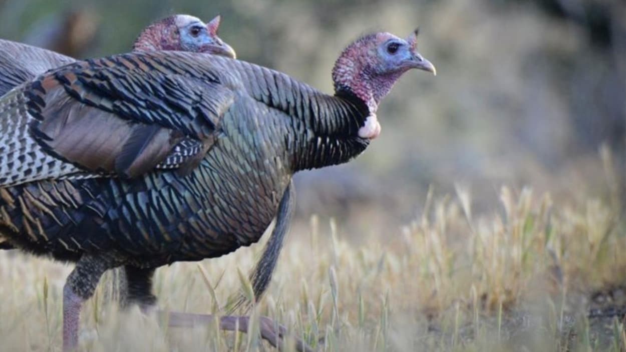 Pourquoi les dindons sauvages envahissent Québec ce printemps | Radio-Canada