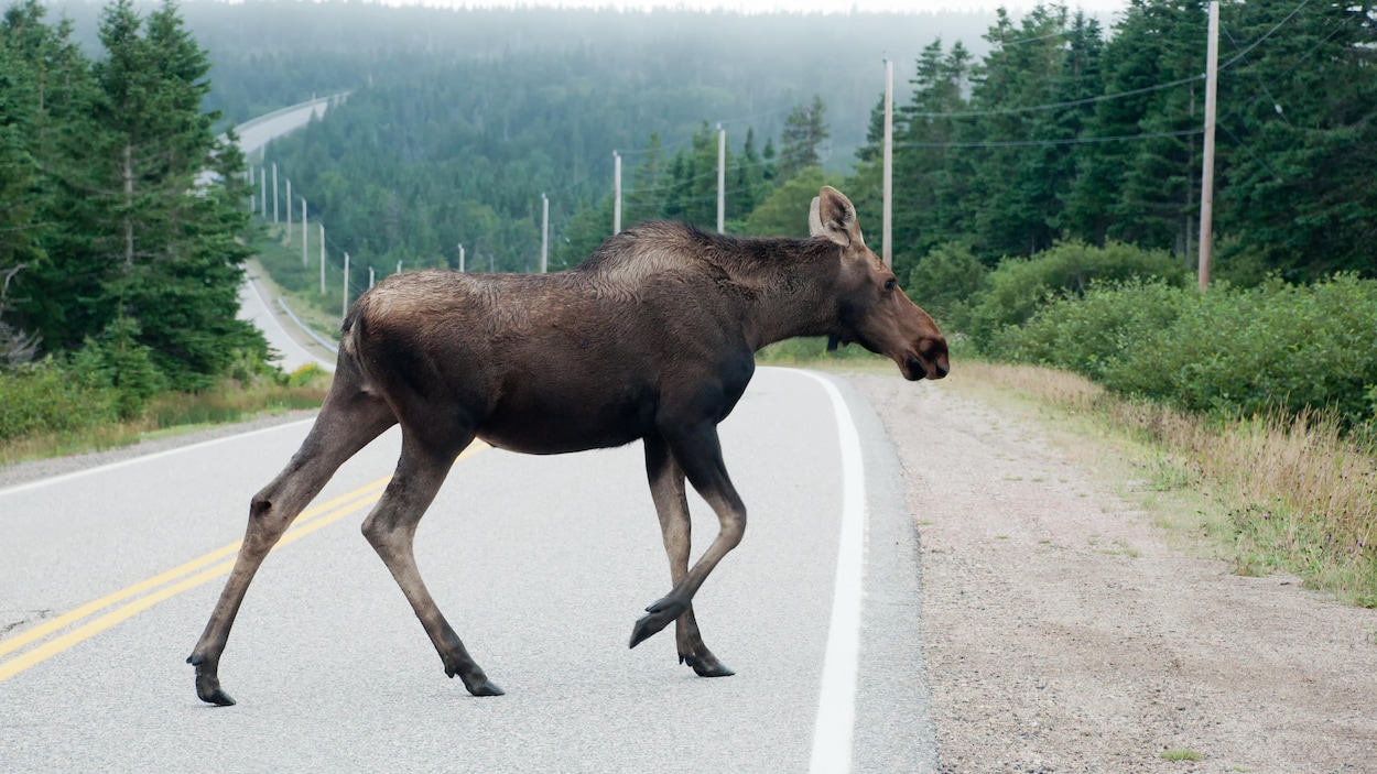 Un orignal traversant la route.