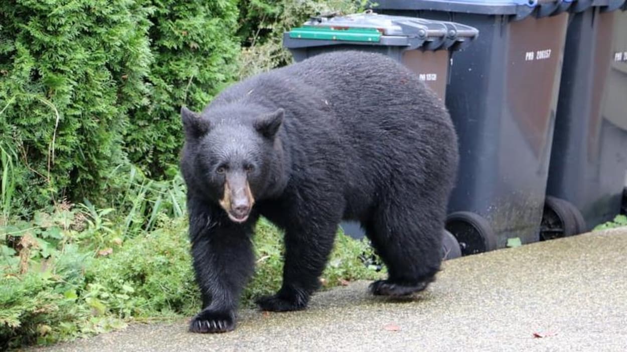 Un ours noir se promène près de poubelles non verrouillées à Port Moody.