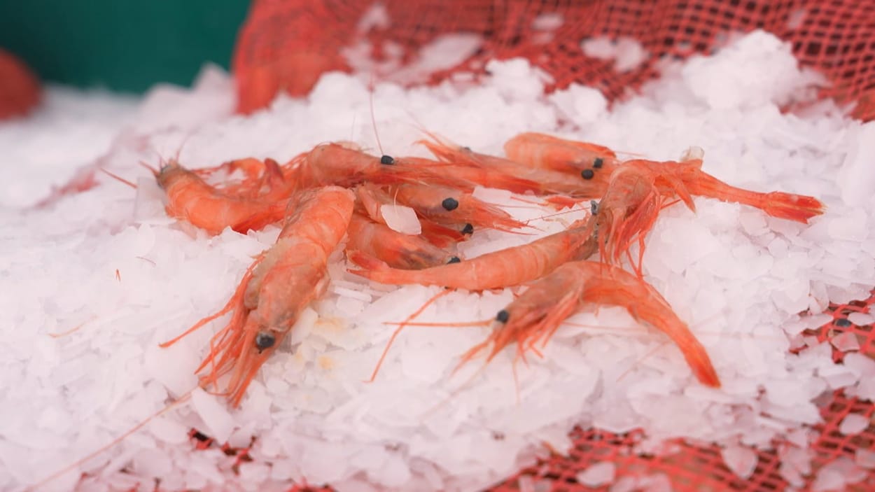 L’info à flo(t)s - Elles sont passées où, les crevettes?