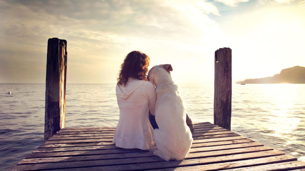 L'importance de bien préparer son animal aux vacances