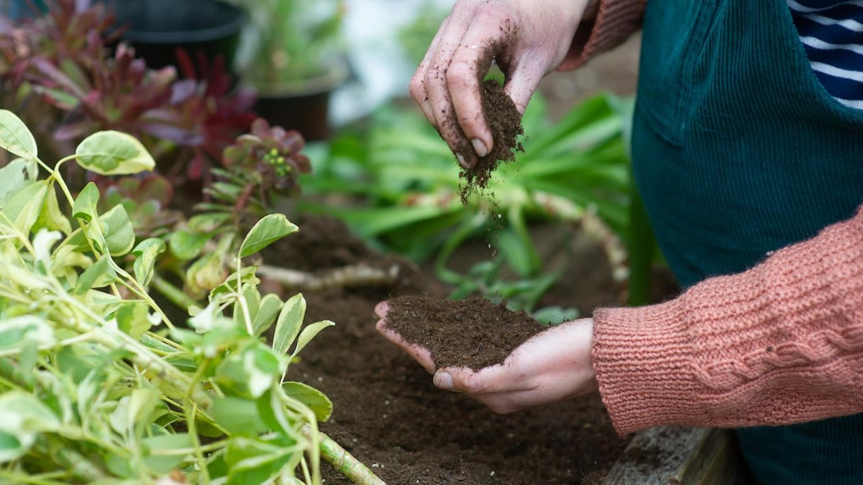 Conseils horticoles pour gérer les dommages météo causés aux jardins