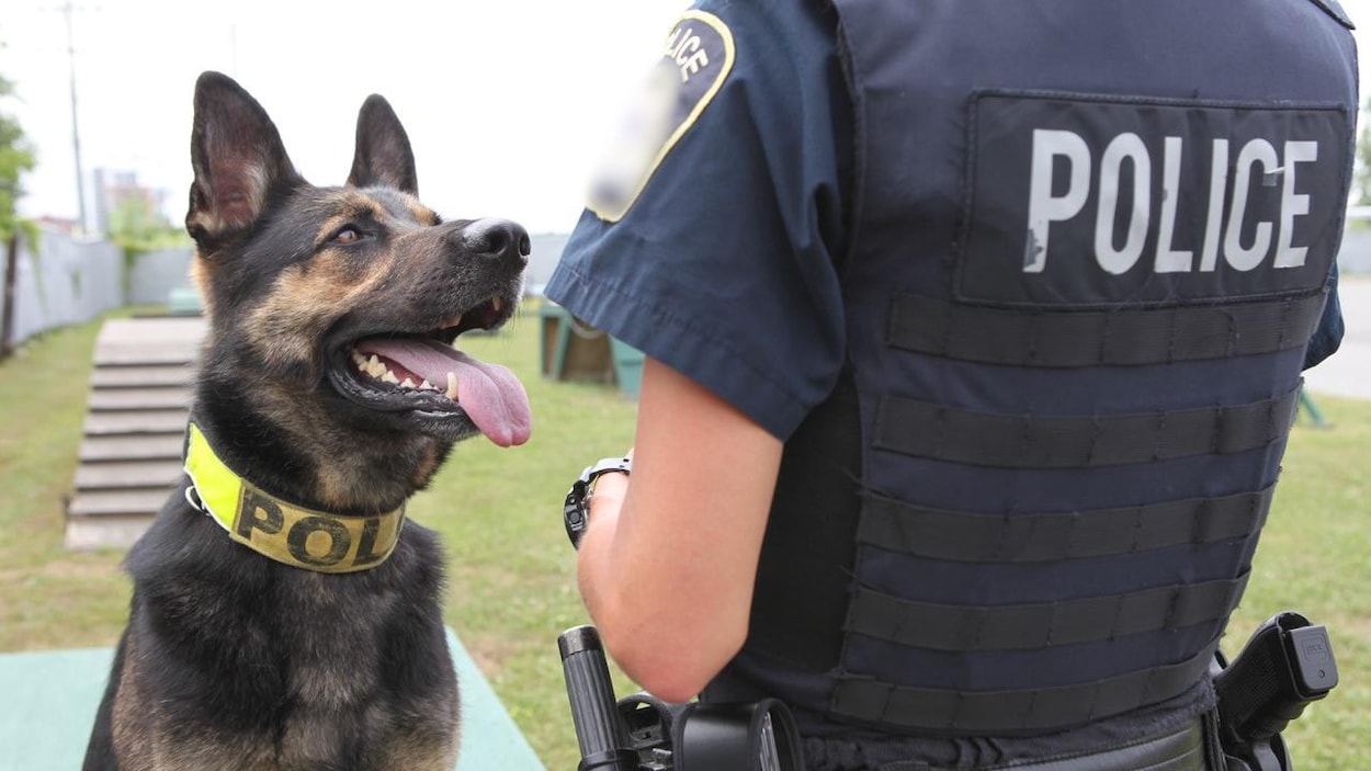Les chiens policiers du pays sont réunis lors d’une compétition à Saskatoon