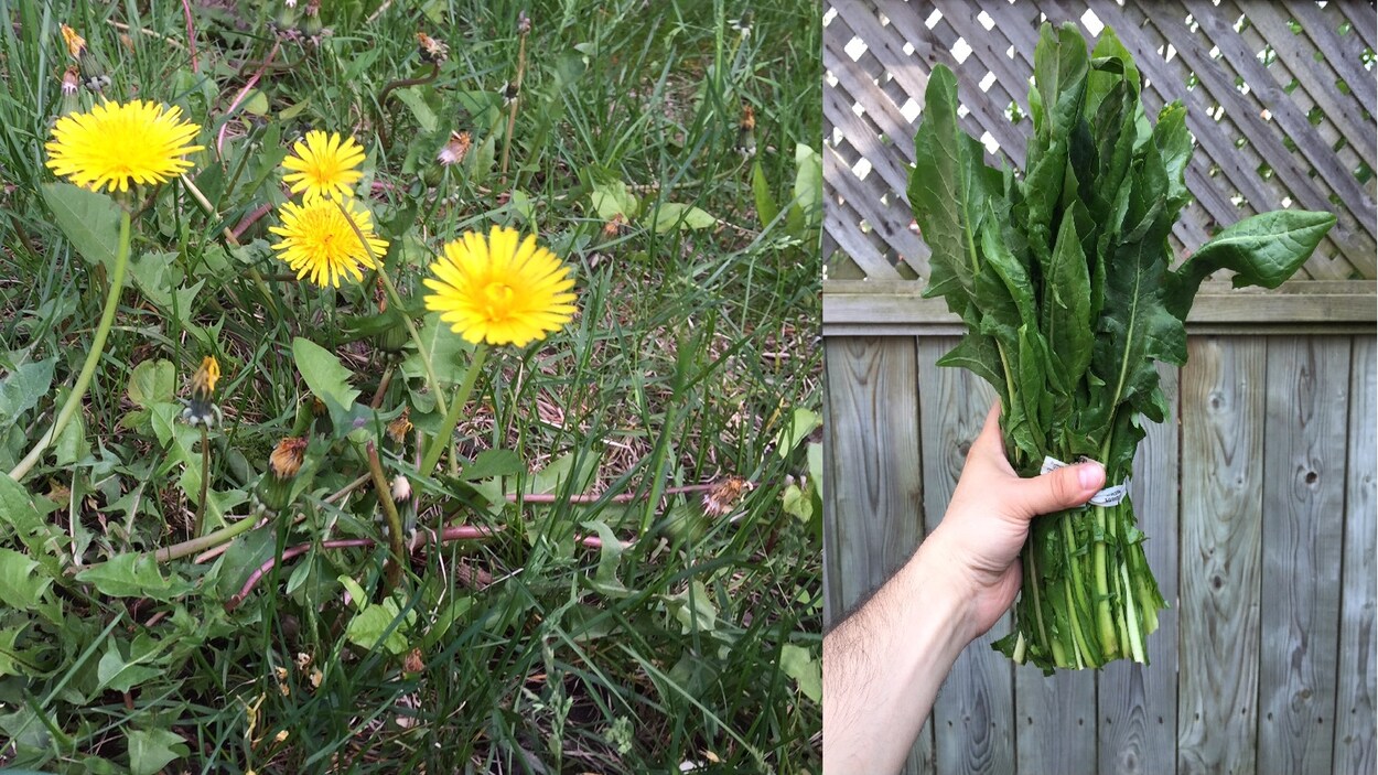 Des pissenlits en fleur et des feuilles de pissenlit prêts à manger. Des pissenlits en fleur et des feuilles de pissenlit prêts à manger.