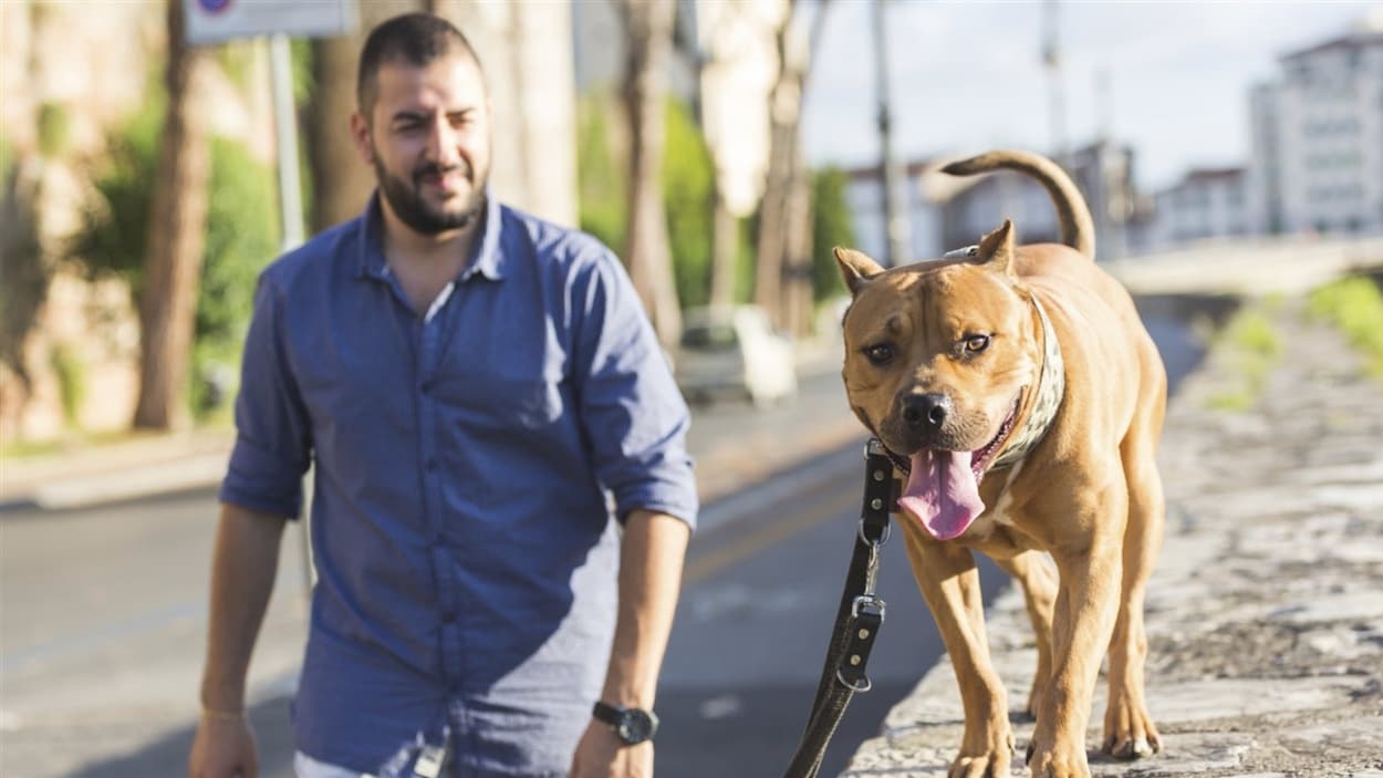 Chiens potentiellement dangereux : Gatineau renforcera sa Chiens potentiellement dangereux : Gatineau renforcera sa