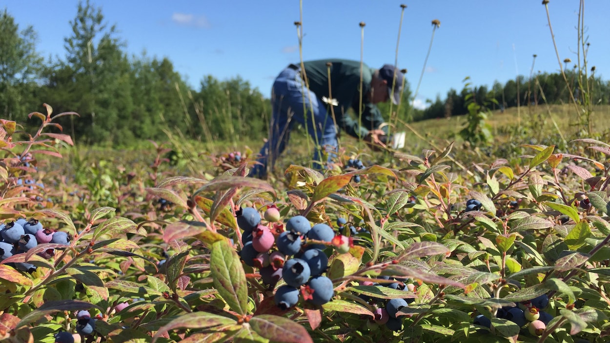 Le bleuet de la Côte-Nord dans l’œil des géants saguenéens