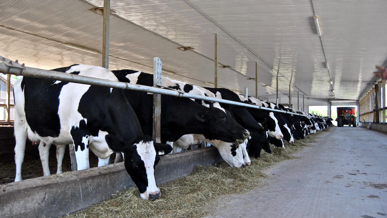 Une rangée de vaches mange de l'herbe séchée au sol, dans une étable, pendant qu'un tracteur s'approche, au loin.