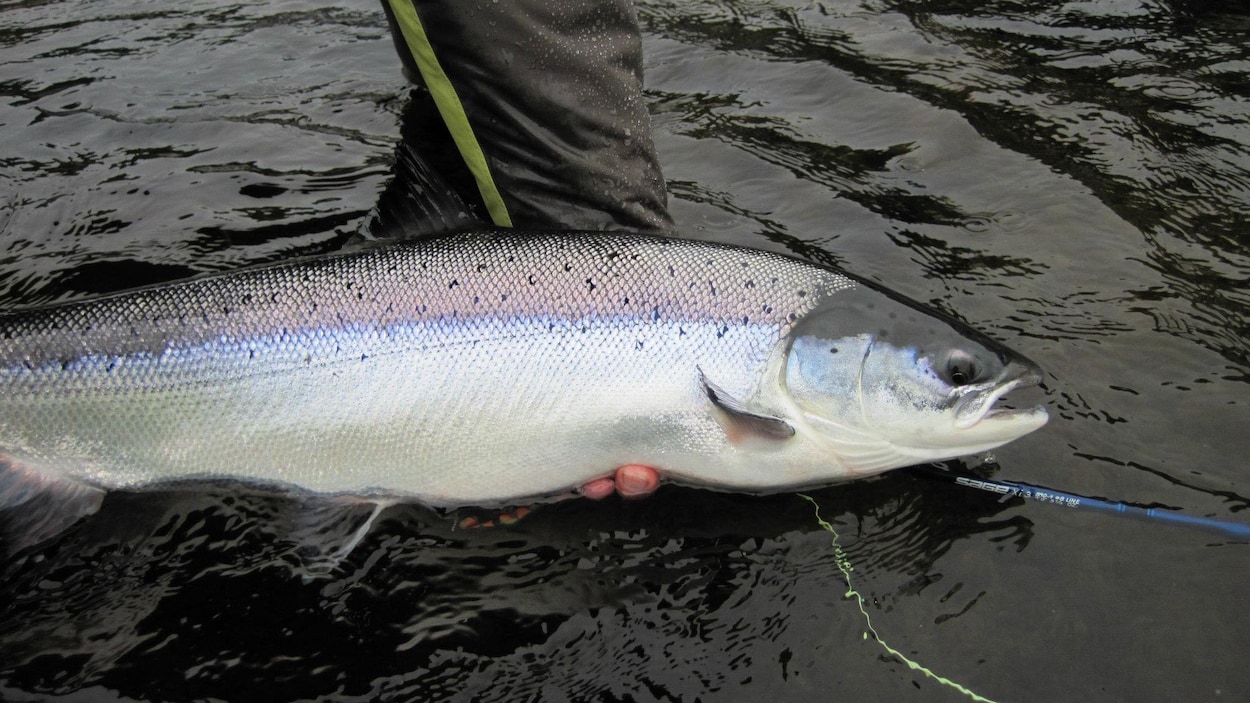 Pêche du saumon : déclarer pour mieux protéger