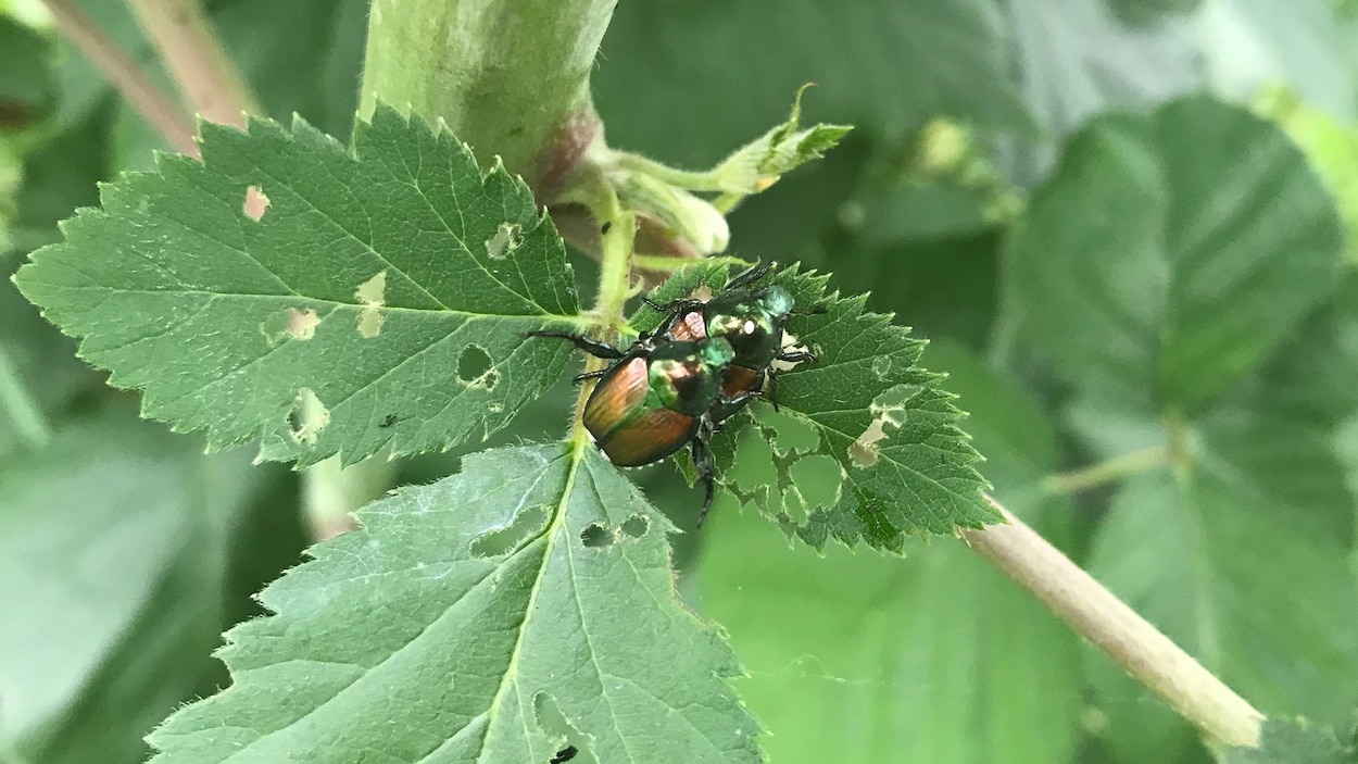 Un scarabée japonais à la carapace cuivrée sur une feuille.
