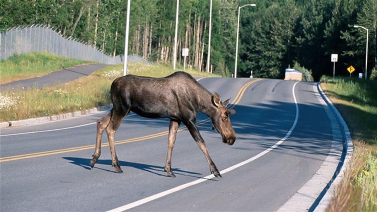 Près de 8 900 collisions avec la faune chaque année en Saskatchewan