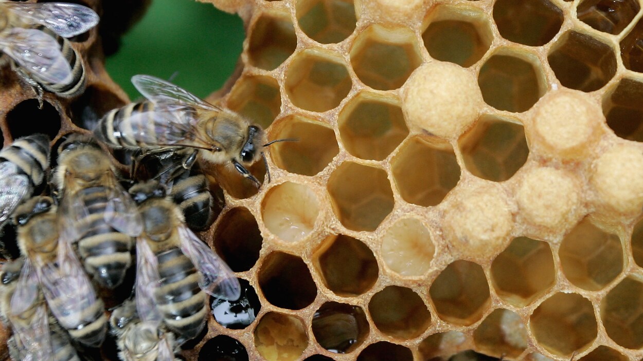 Des abeilles sur des rayons de miel.