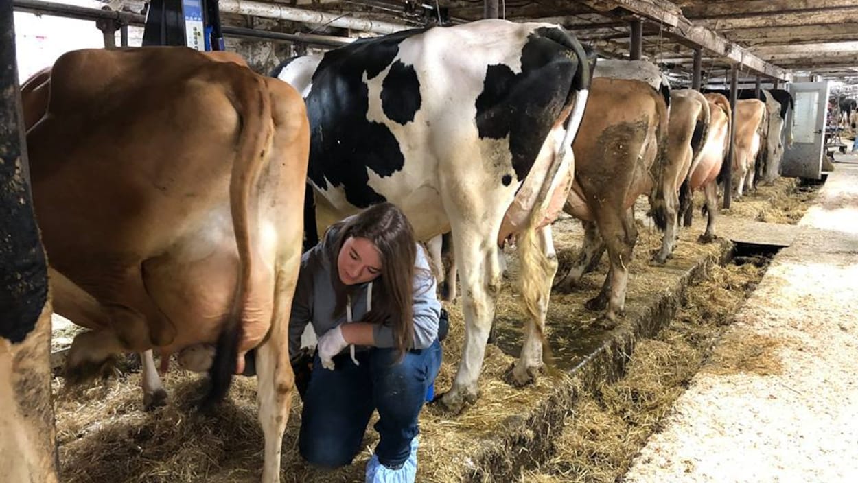 Dans une étable, une étudiante en agriculture prépare la traite des vaches