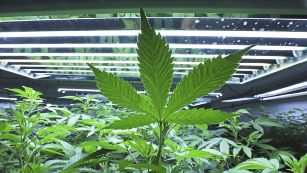 Une feuille de cannabis dans une serre. Une feuille de cannabis dans une serre.