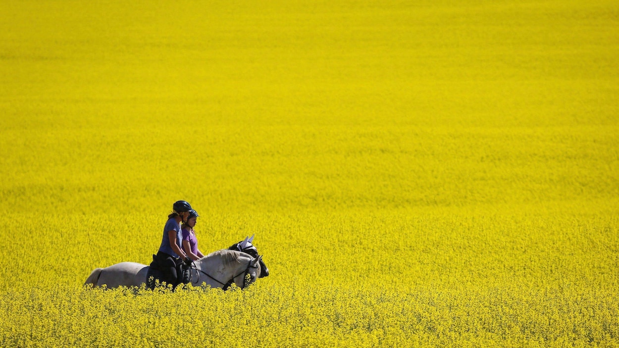Deux cavalières sur des chevaux traversent un champ de canola en Alberta.