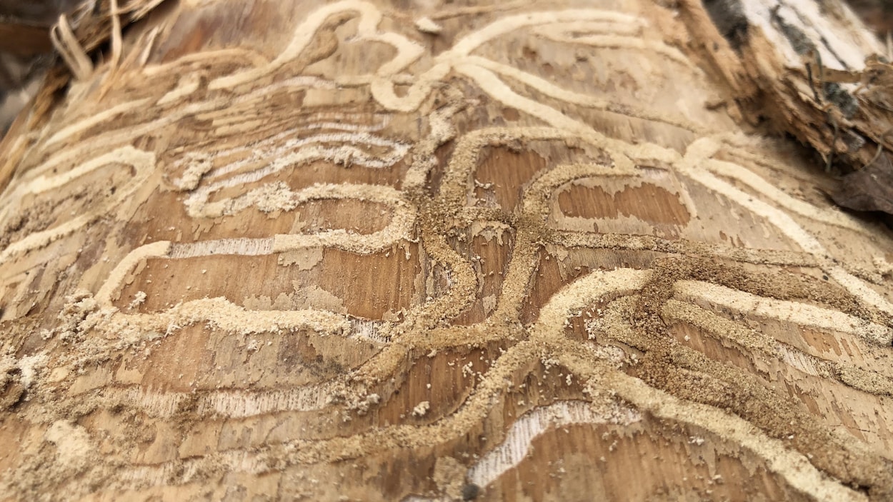 Trois-Rivières va abattre 435 arbres pour lutter contre un parasite