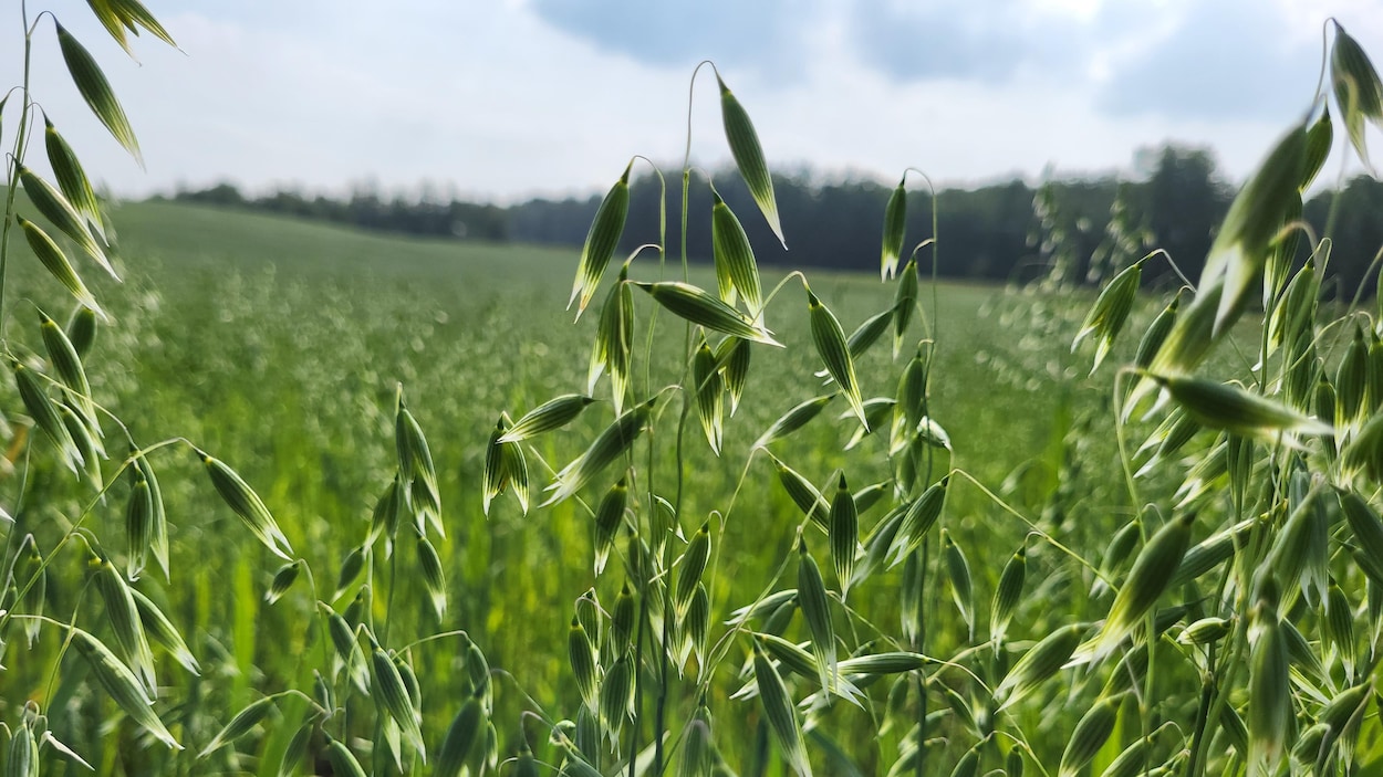 Un nouveau campus agricole prend forme en Alberta