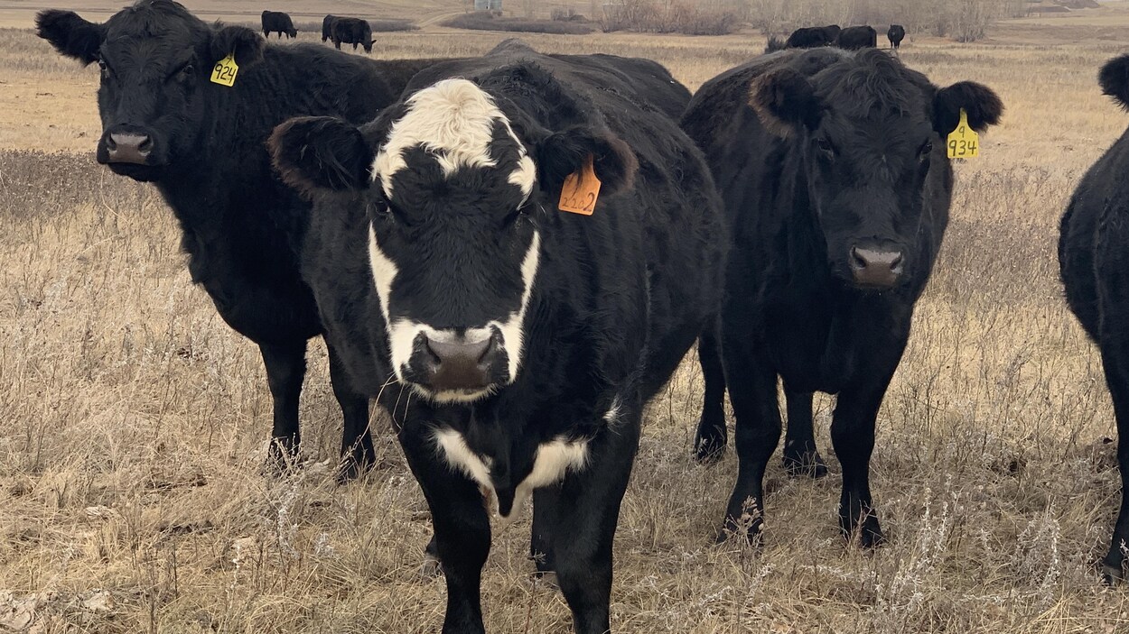 Des éleveurs de bétail renoncent à des pâturages en bord de route pour nourrir leur bétail