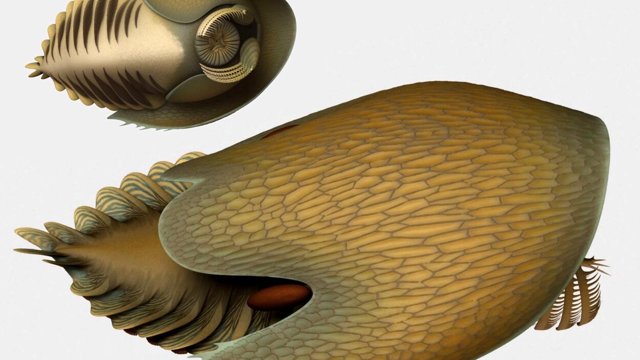 Illustration d'un Cambroraster falcutus.