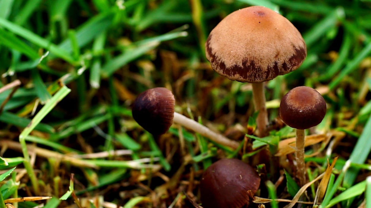 Des champignons de jardin