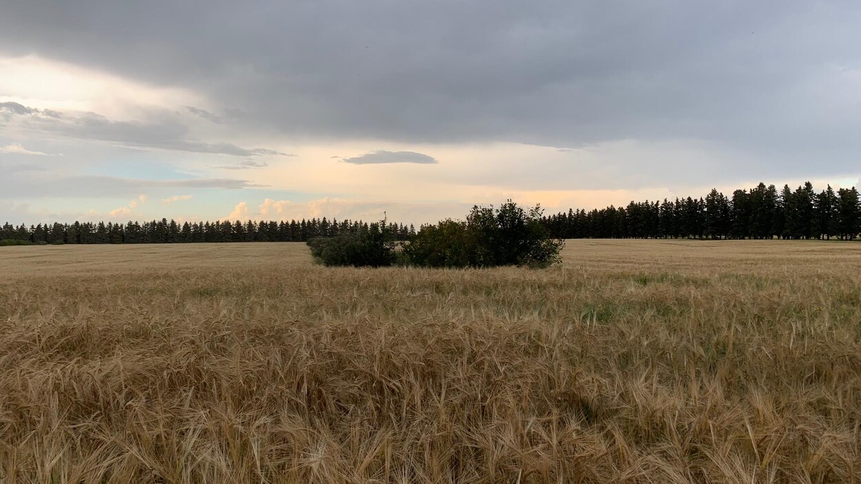 Un champs de blé sous un ciel nuageux.