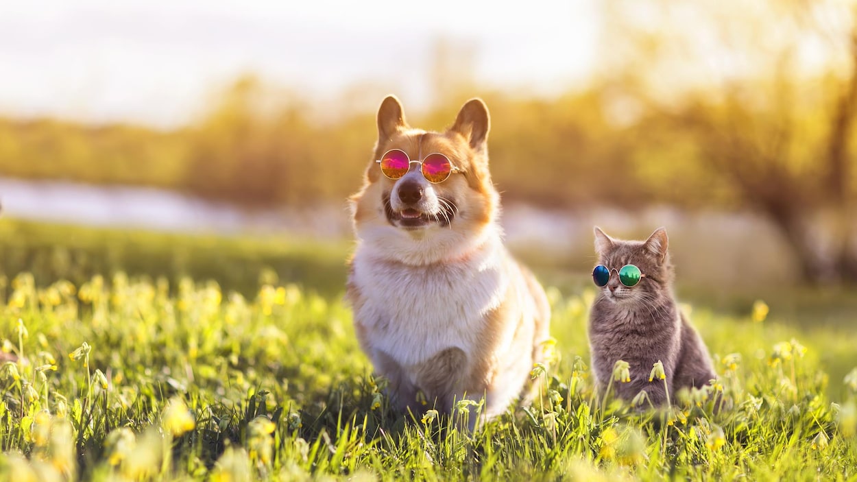 Comment protéger efficacement votre chien pendant une canicule