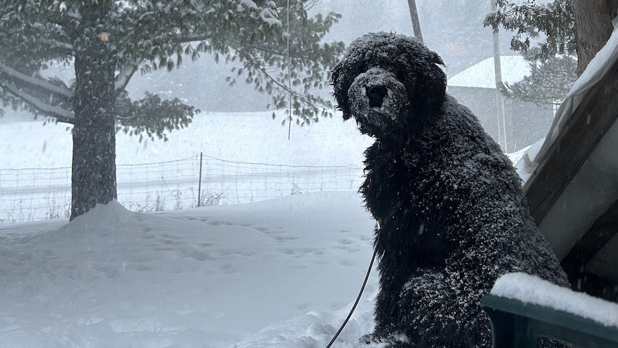 Protégez vos animaux du froid et l'ontario peine à construire des logements