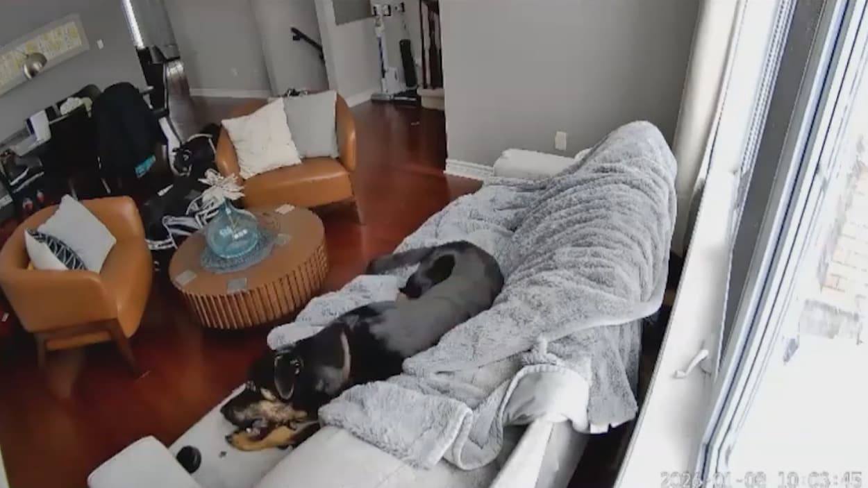 Un chien à l'origine d'un incendie à Ottawa