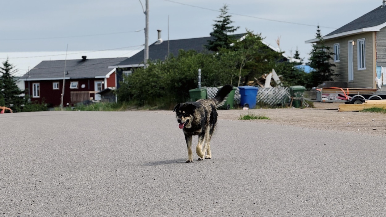 Une communauté apeurée va abattre ses chiens errants