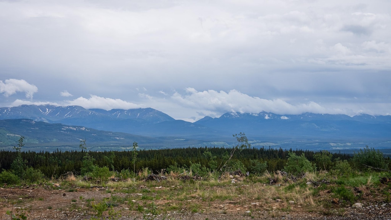 Le bouclier vert de Whitehorse