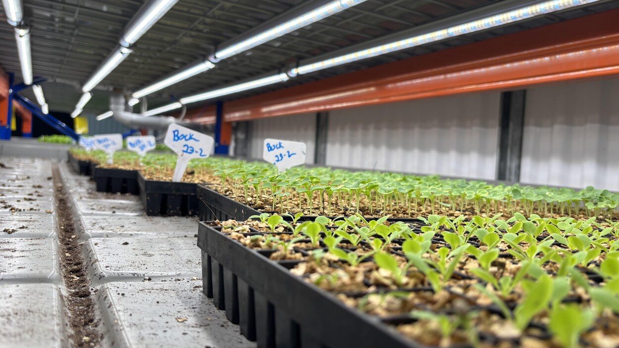 Les services sociaux et alimentaires bonifiés dans la MRC des Sources