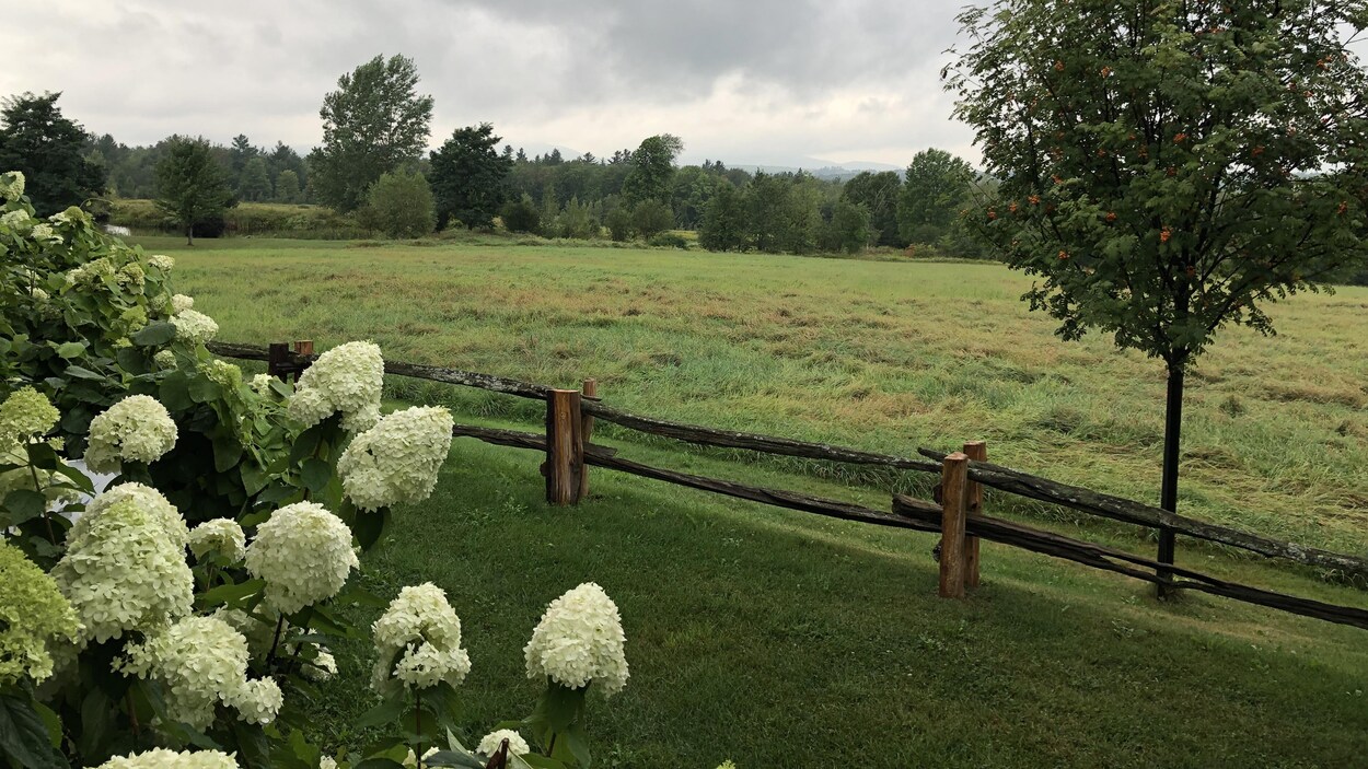 Un Cœur Fait D'herbe Dans Un Jardin Généré Par L'ia