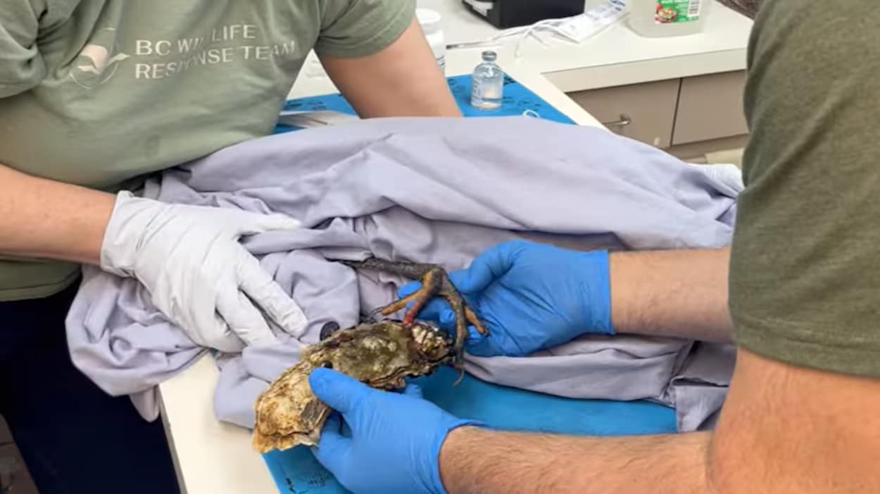 Une « attaque d’huître » a failli coûter la vie à un héron à Vancouver