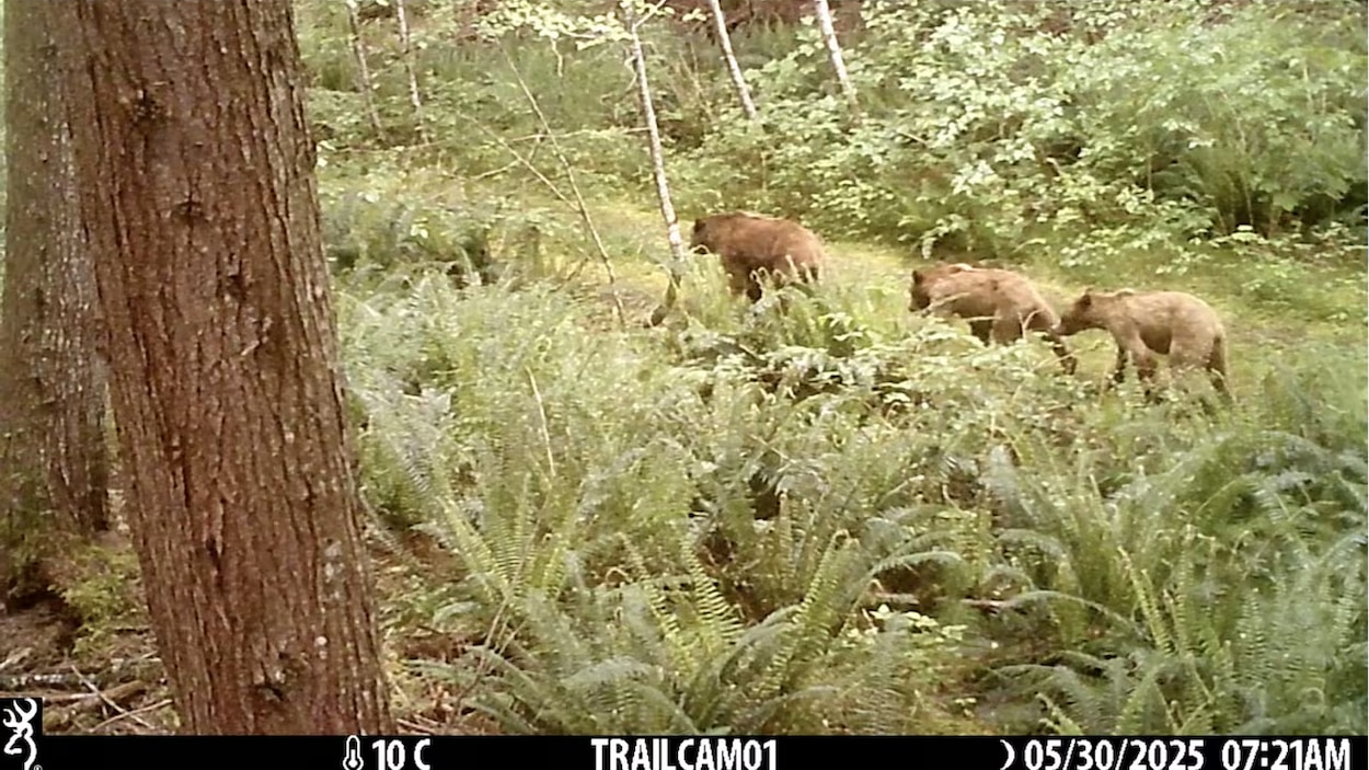 Une femelle grizzli et ses oursons résideraient toute l’année sur l’île de Vancouver