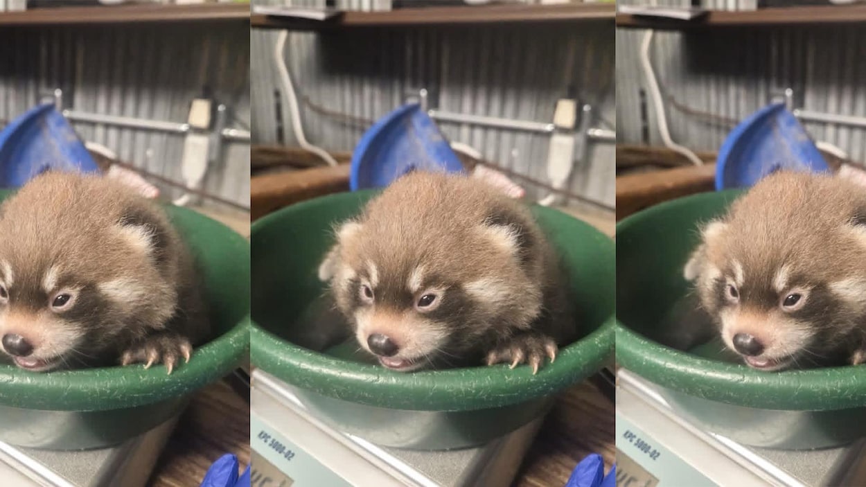 Un bébé panda roux est né au zoo Assiniboine à Winnipeg