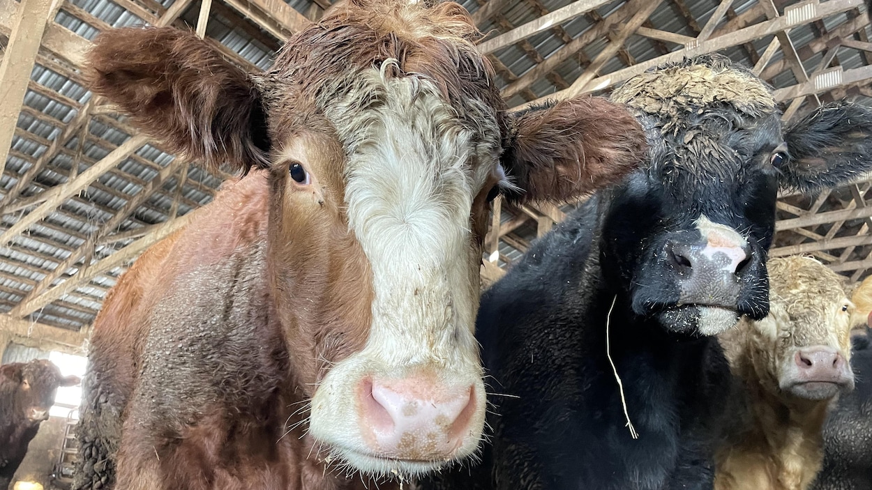870 000 $ pour l’abattoir du Groupe ADEL