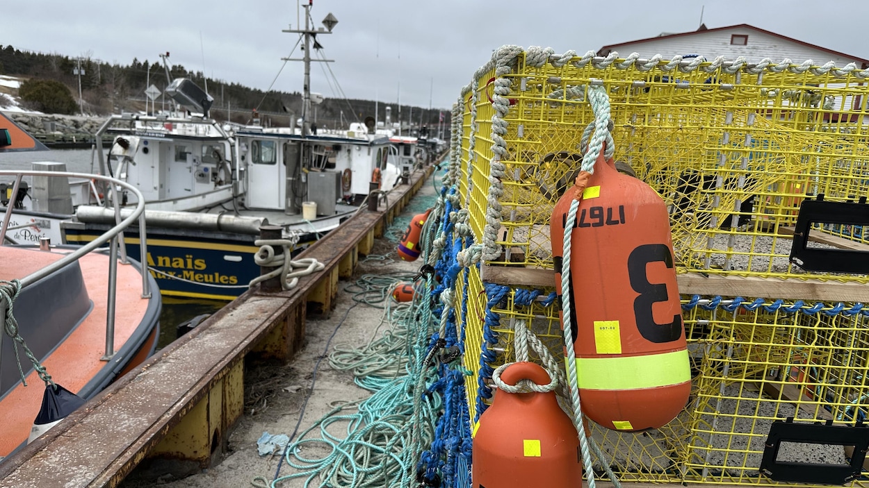 Une saison prometteuse pour les homardiers en Gaspésie