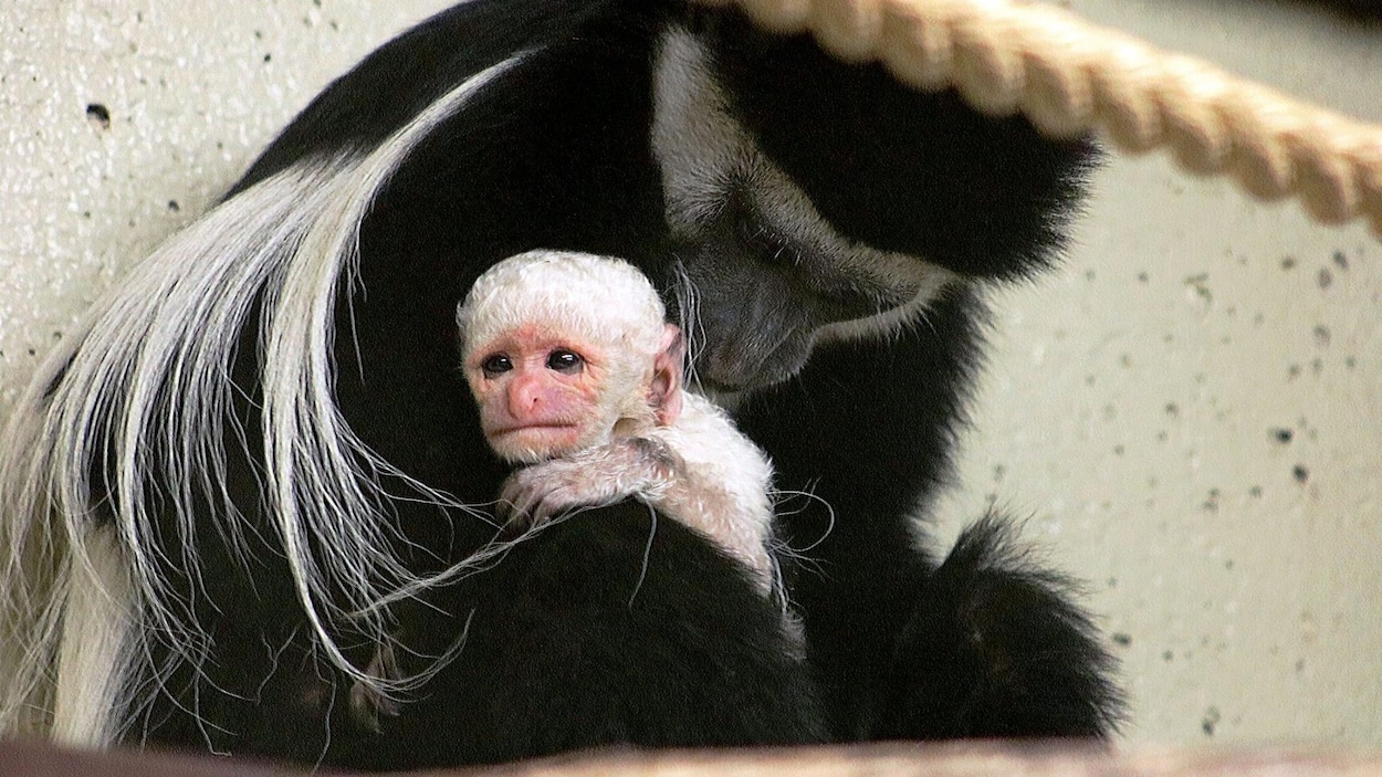 Le bébé colobe et sa mère, Frida
