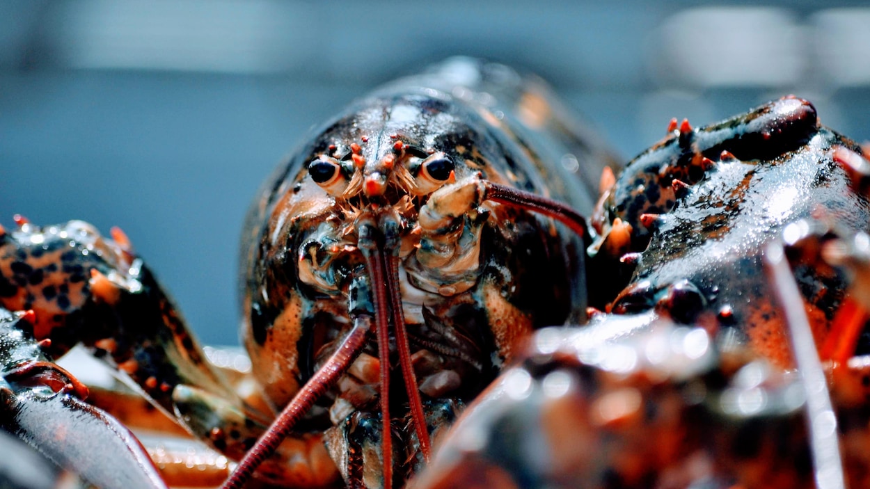 Radio Canada Cote Nord >> Boom Demographique Du Homard De La Cote Nord Ici Radio Radio Canada Cote Nord >> Boom Demographique Du Homard De La Cote Nord Ici Radio