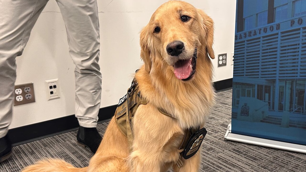 Une première chienne formée en détection électronique pour contrer l’exploitation sexuelle