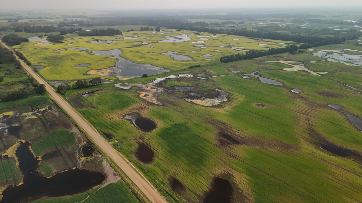 Un comté du nord de l'Alberta déclare l'état de catastrophe agricole
