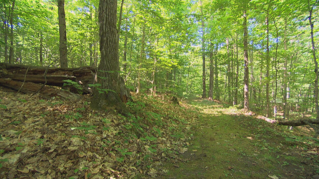 Un sentier en forêt.